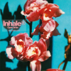 Inhaler - Open Wide Lim./coloured vinyl (Indies-Only) (lp)